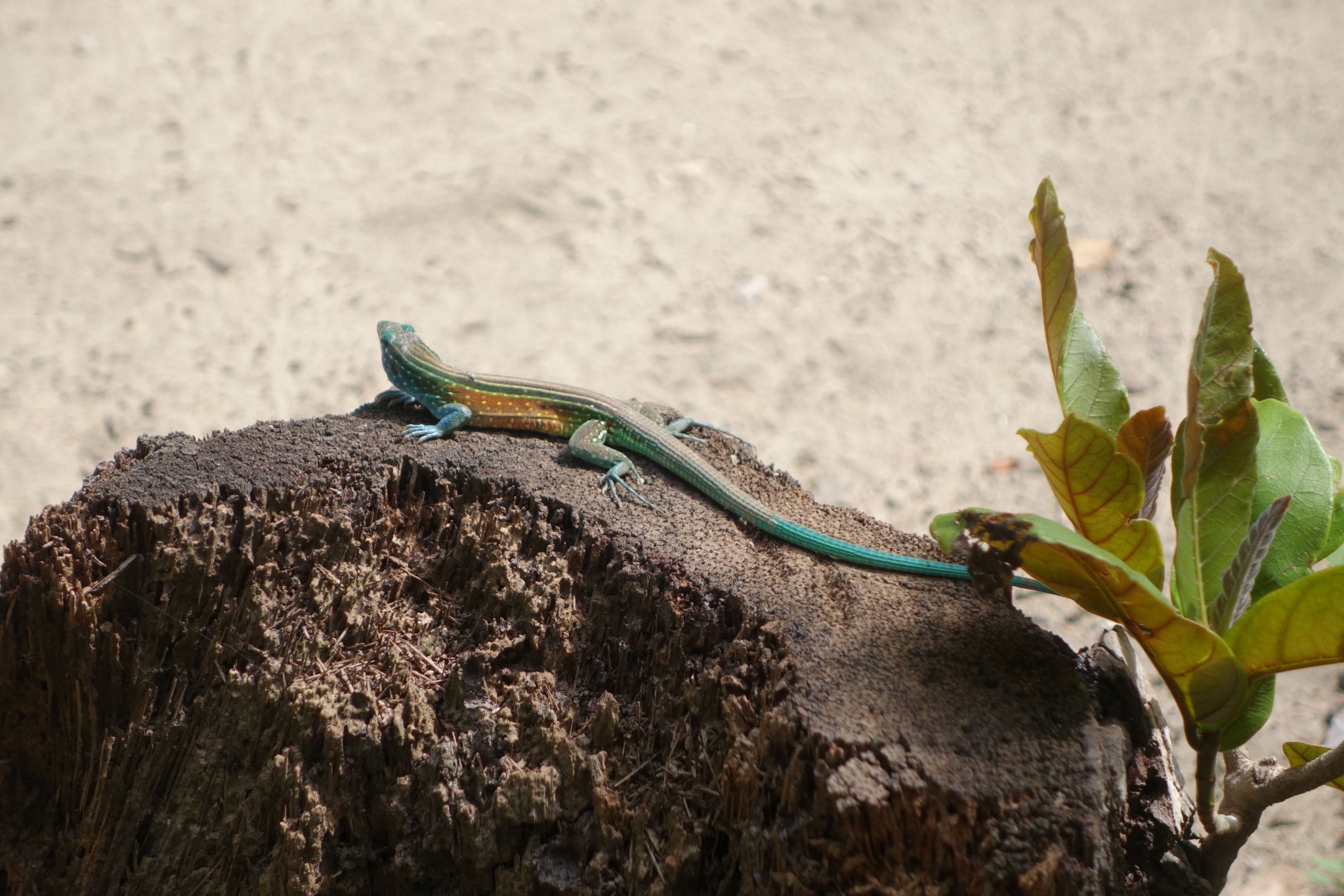 Parque Tayrona bunte Eidechse