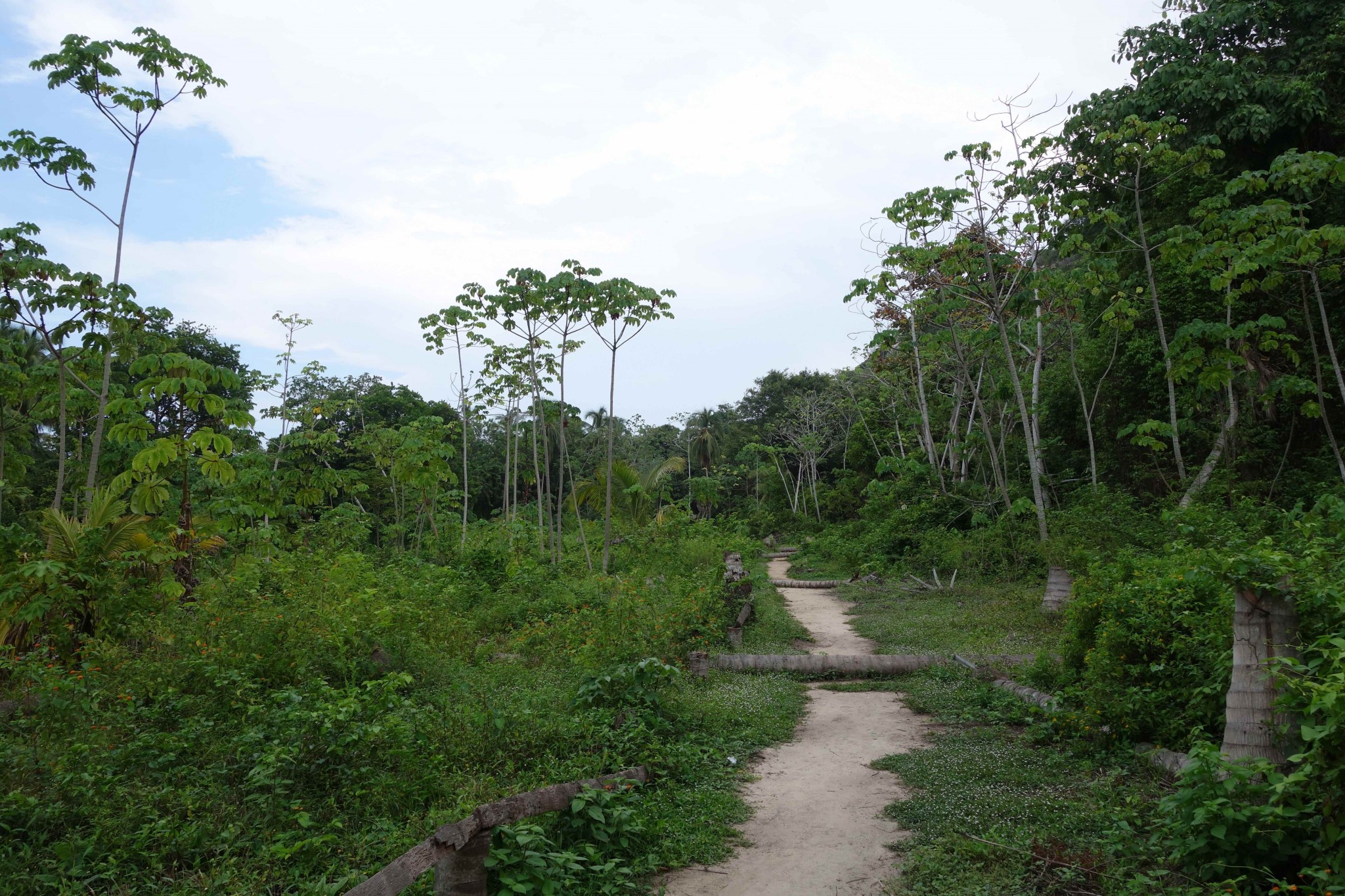 Parque Tayrona Weg durch den tropischen Regenwald