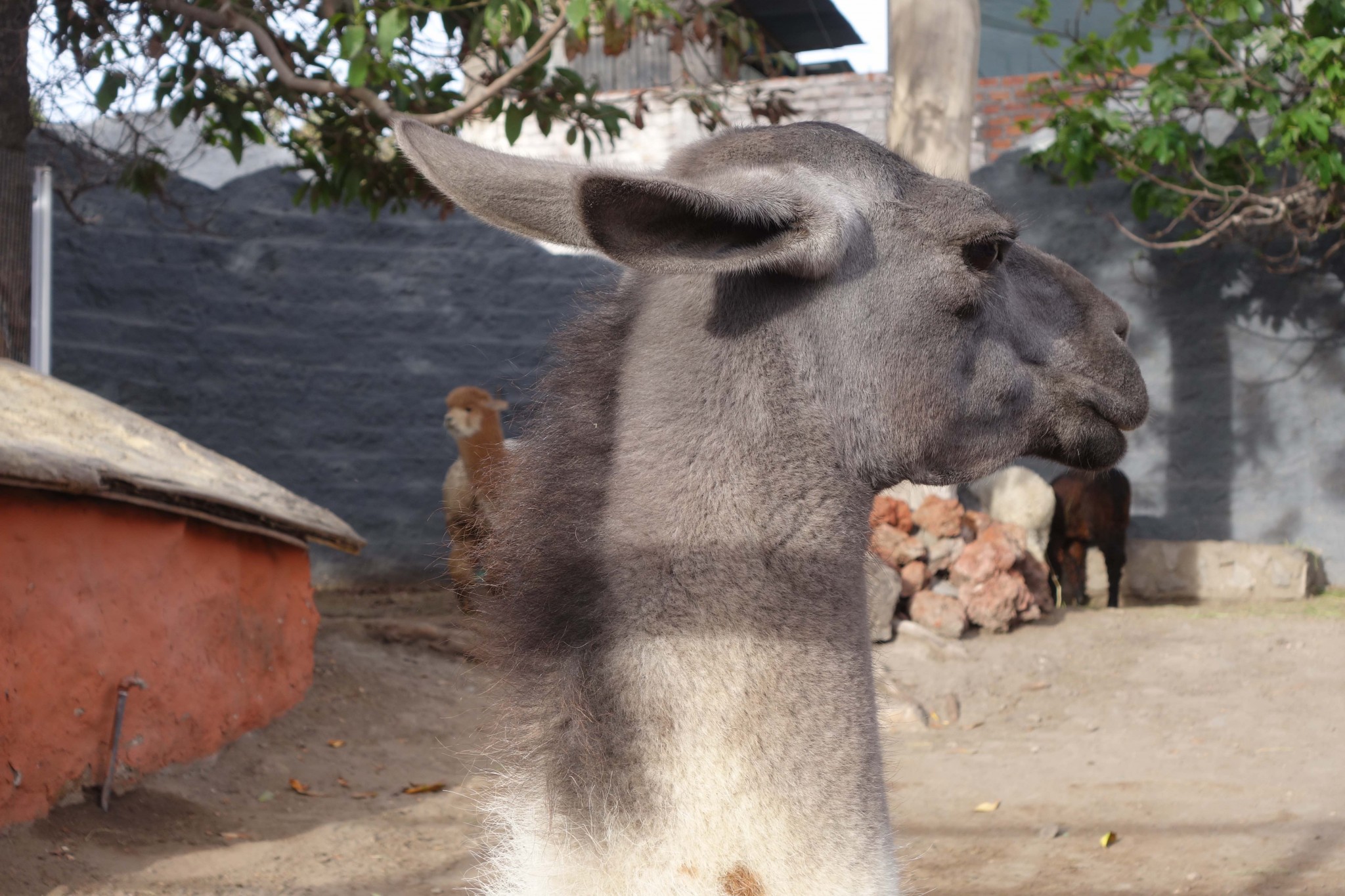 arequipa_mundoalpaca_5