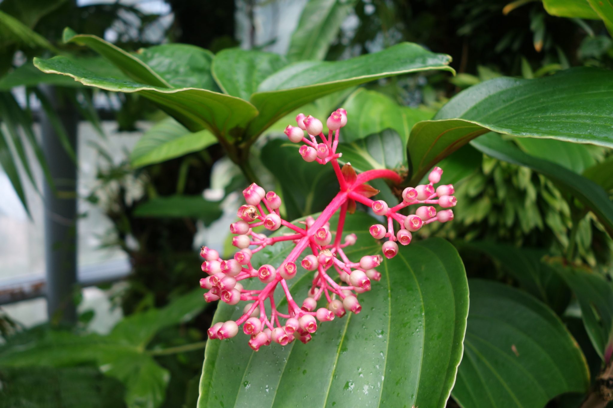 Singapur_BotanicGardens_10