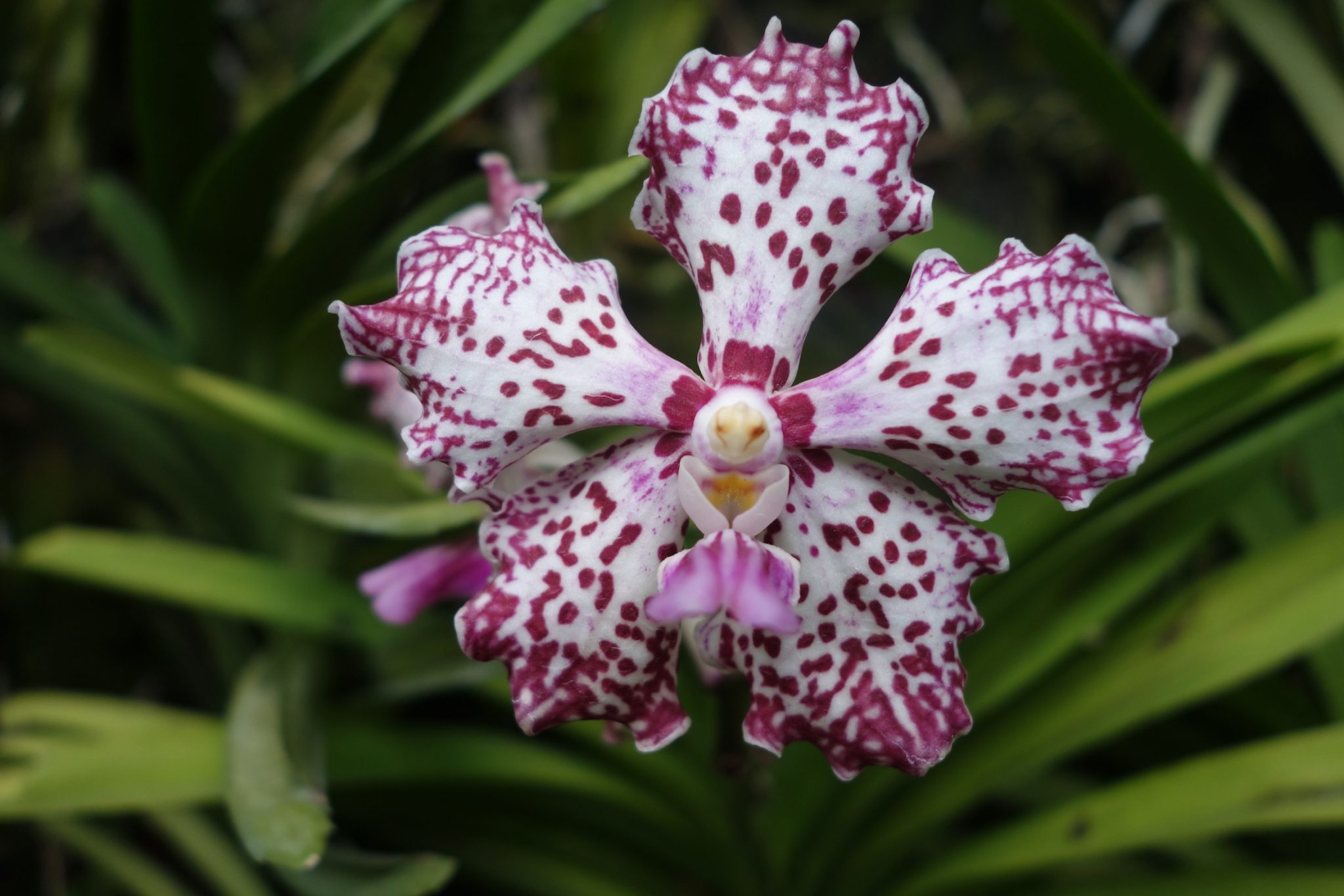 Singapur_BotanicGardens_5_Orchideen