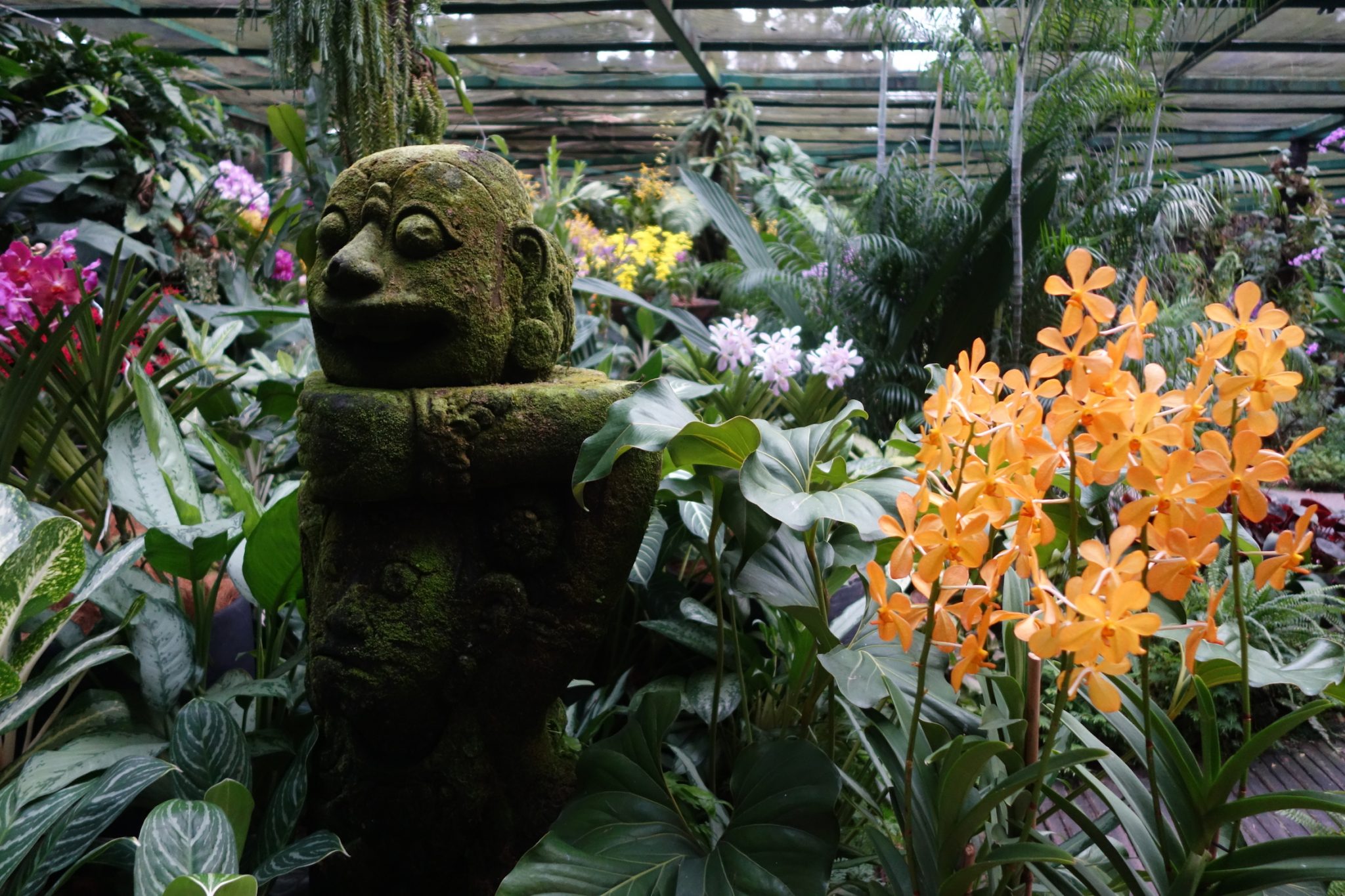 Singapur_BotanicGardens_6_Orchideen