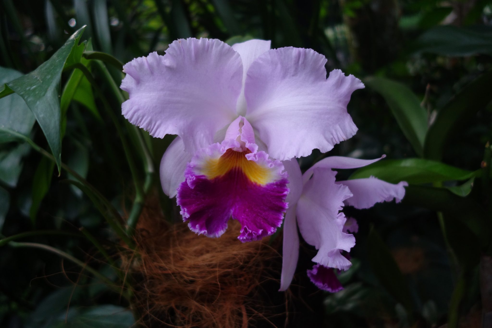 Singapur_BotanicGardens_7_Orchideen