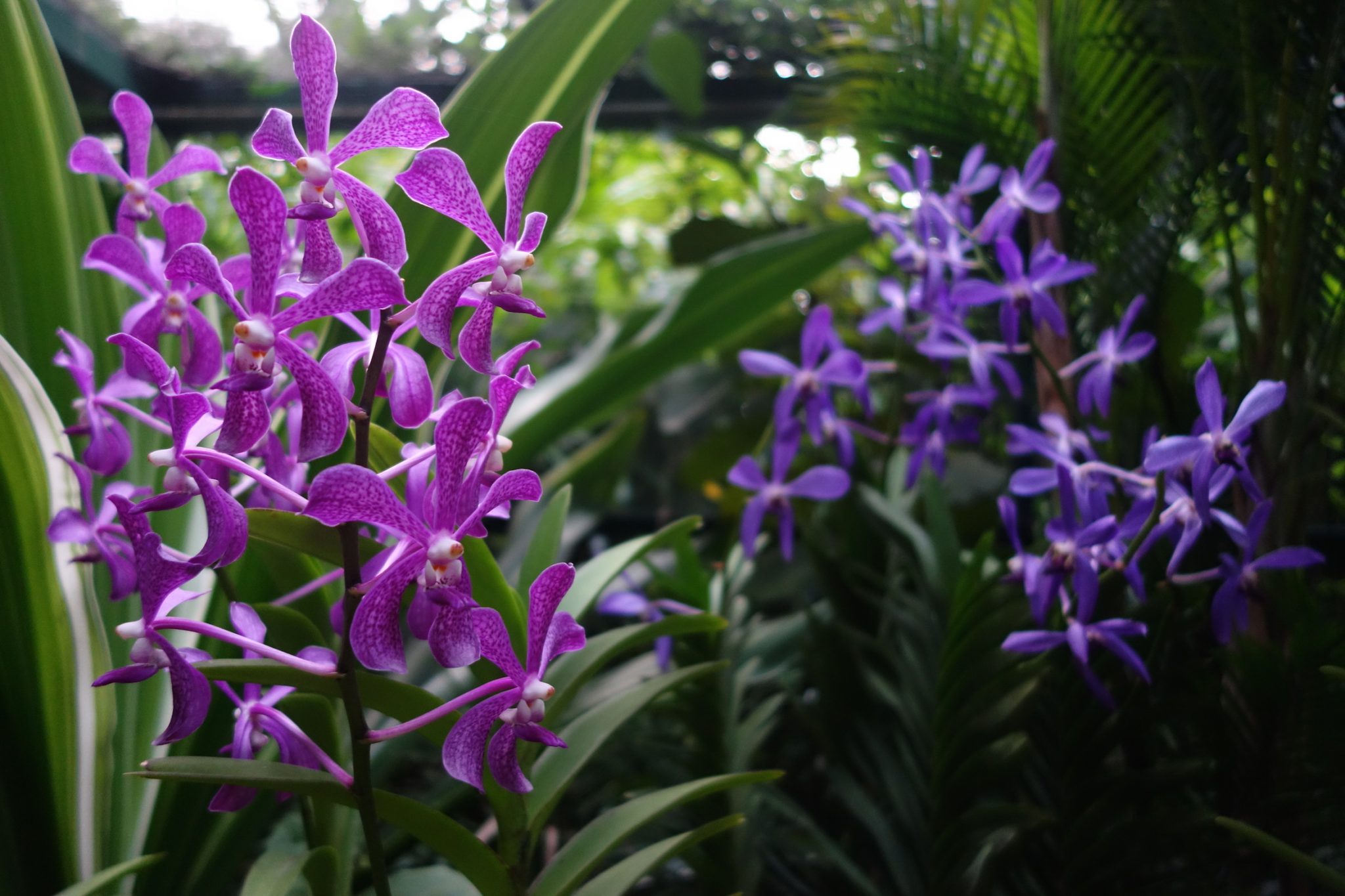 Singapur_BotanicGardens_8_Orchideen